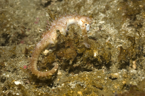 Seahorse