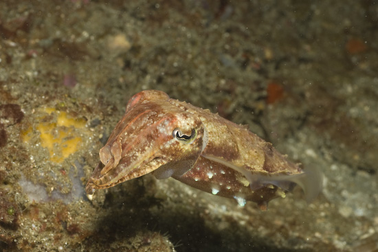Cuttlefish