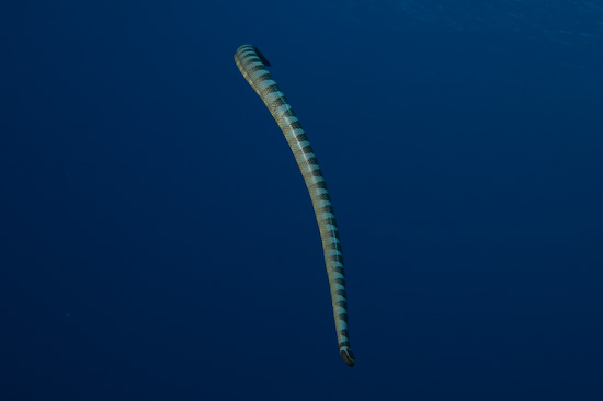 Sea Snake In Mid Water