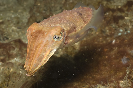 Cuttlefish