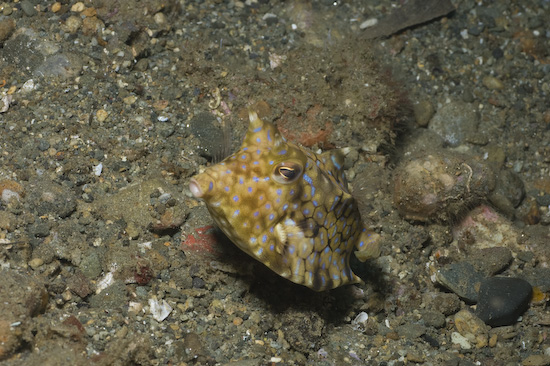 Cowfish