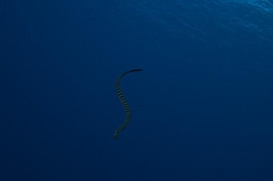 Sea Snake Coming Back Down From The Surface