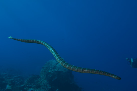 Sea Snake Over Gunung Api's Rocks
