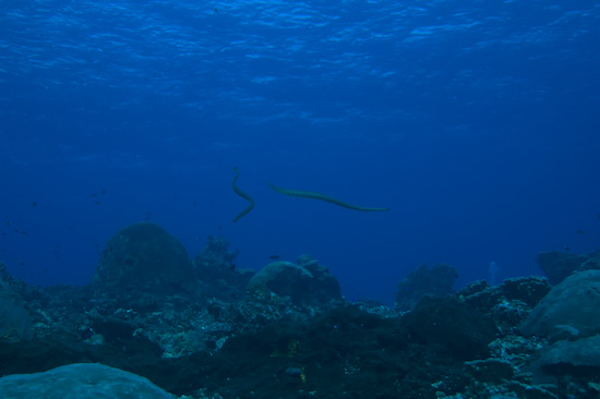 Two Snakes In The Blue Over Gunung Api's Rock And Coral Terrain