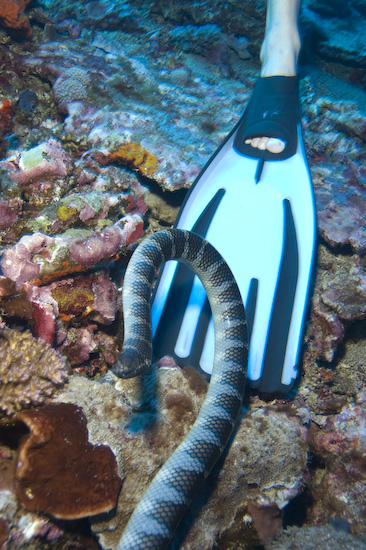 Sea Snake On Cedric's Fin