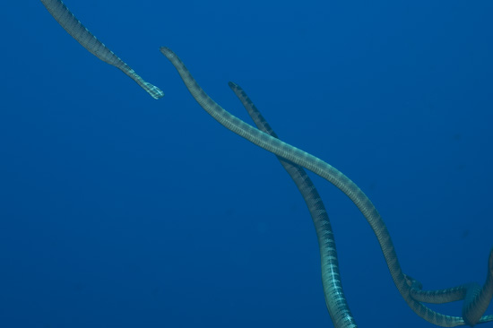 Four Sea Snakes Heading For The Surface