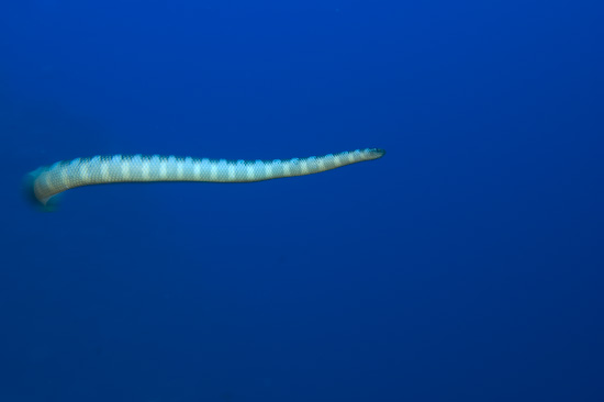 Sea Snake In Motion