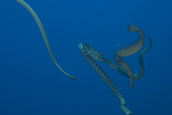 Four Sea Snakes Breaking Apart