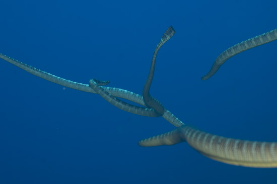 Four Sea Snakes Writhing Together In The Blue