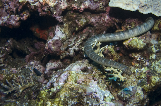 Close Up Of Sea Snake Amongst The Coral