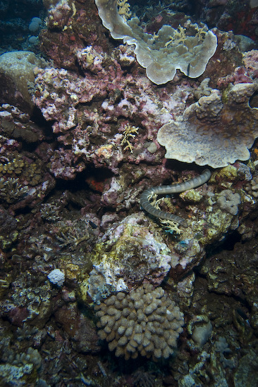 Sea Snake Amongst The Coral, Manuk, Banda Sea