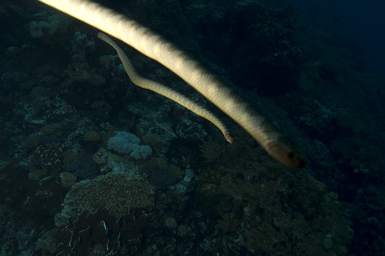 Two Sea Snakes at Manuk, Banda Sea