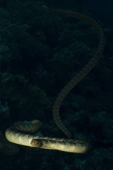 Sea Snakes In Close Up, Banda Sea