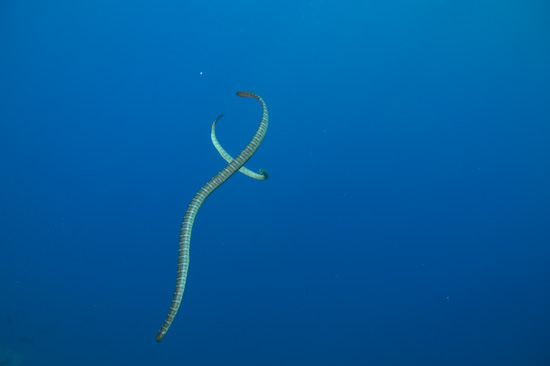 Two Seasnakes At Manuk, Banda Sea