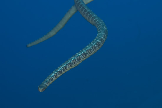 Sea Snakes Coming In from Above