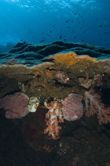 Coral at Manuk, Banda Sea
