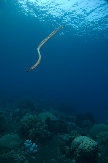 Sea Snake Heading For Surface at Manuk, Banda Sea