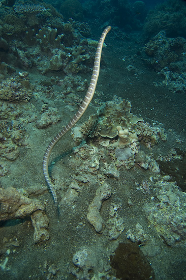 Sea Snake at Manuk, Banda Sea