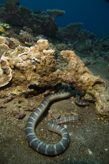 Sea Snake at Manuk, Banda Sea