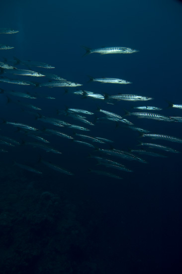 Barracuda at Manuk, Banda Sea