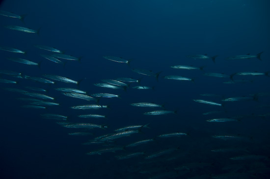 Barracuda at Manuk, Banda Sea
