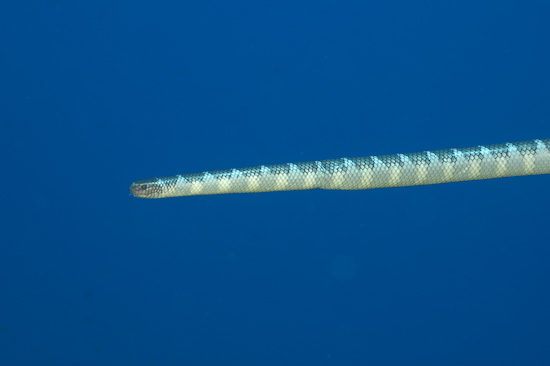 If you look closely, you can see the snake's forked tongue protruding