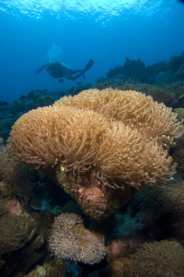 Sponge Corals at Manuk, Banda Sea