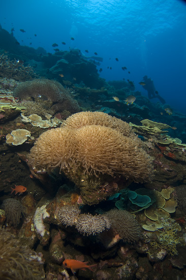 Sponge Corals at Manuk, Banda Sea