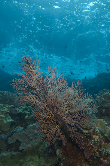 Fan Coral And Sea Surge at Manuk, Banda Sea