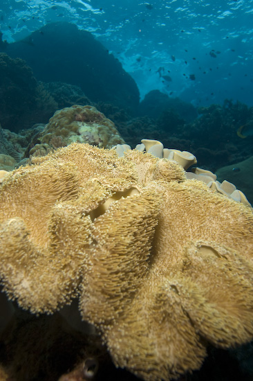 Sponge Corals And Sea Surge at Manuk, Banda Sea
