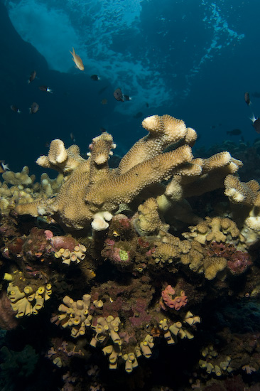 Corals And Sea Surge at Manuk, Banda Sea