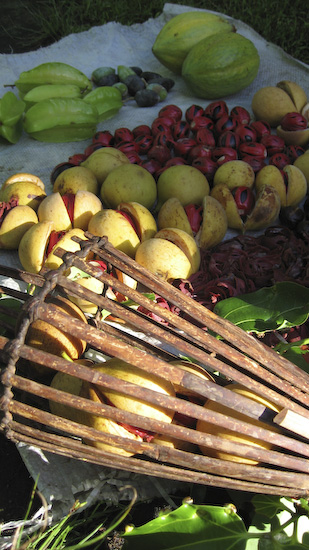 The Nutmeg Catcher - The Nutmeg Hanging On The Tree Is Hooked Into The Basket