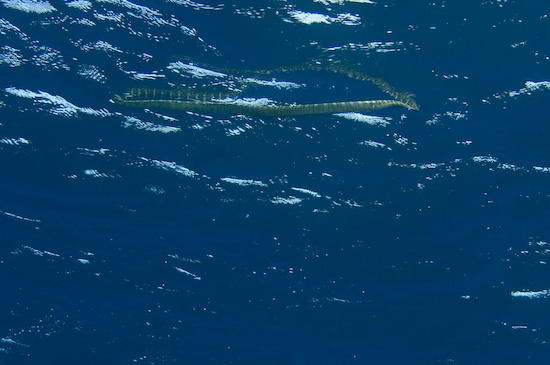 Sea Snake At The Surface