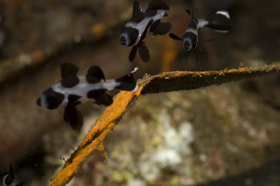 Juvenile Sweetlips at Bandaneira Jetty - they move so fast!