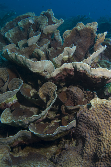 Banda Islands coral