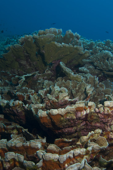 Banda Islands coral