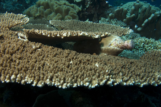 Quite Amazing - A Bottle That's Been Covered In Coral By Two Plate Corals