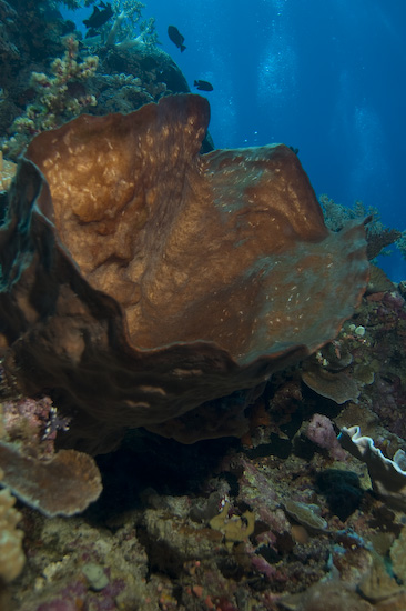 Banda Islands coral