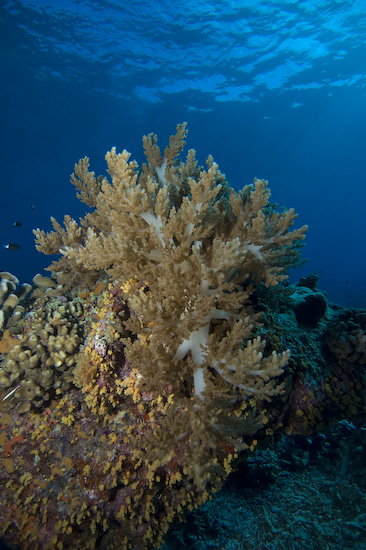 Banda Islands coral