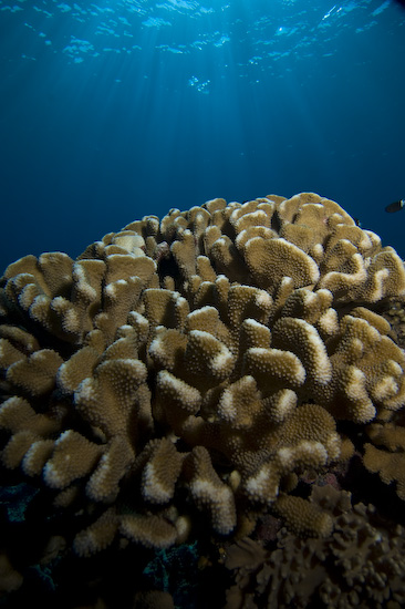 Banda Islands coral