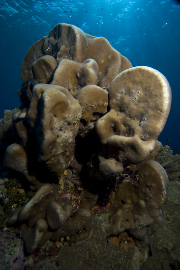 Banda Islands coral