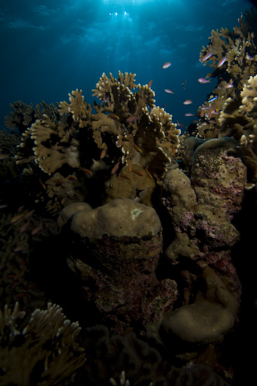 Banda Islands coral