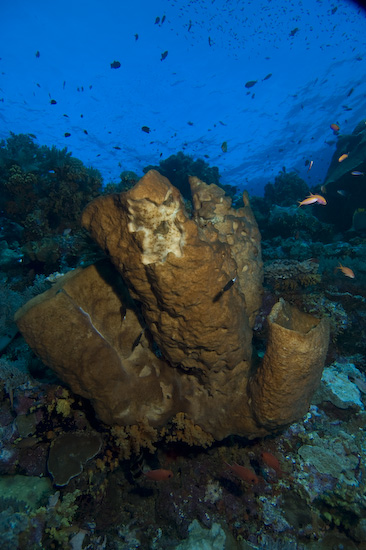 Banda Islands coral