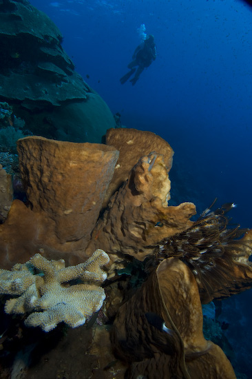 Banda Islands coral