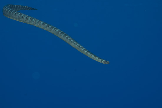 Gunung Api Sea Snake In Mid Water