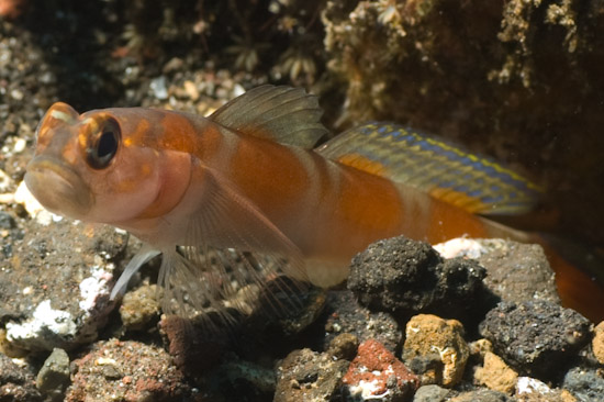Gobi, Tulamben, Bali