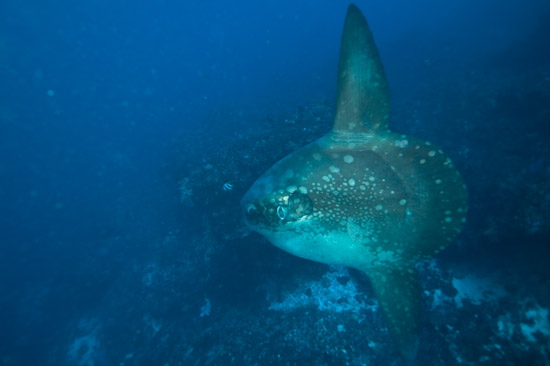 Mola Mola, Blue Corner, Nusa Lembongan, Bali