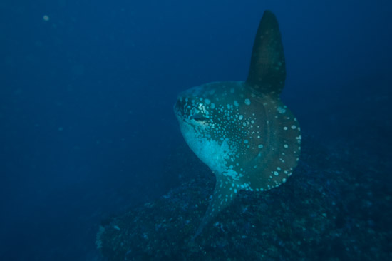 Mola Mola, Blue Corner, Nusa Lembongan, Bali