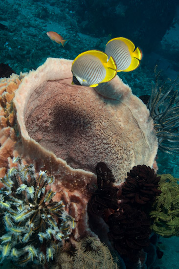 Angel Fish and Barrel Sponge, Tulamben, Bali