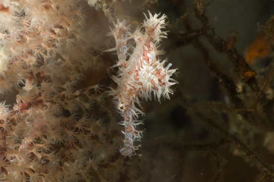 Ghost Pipe Fish, Pemuteran, Bali